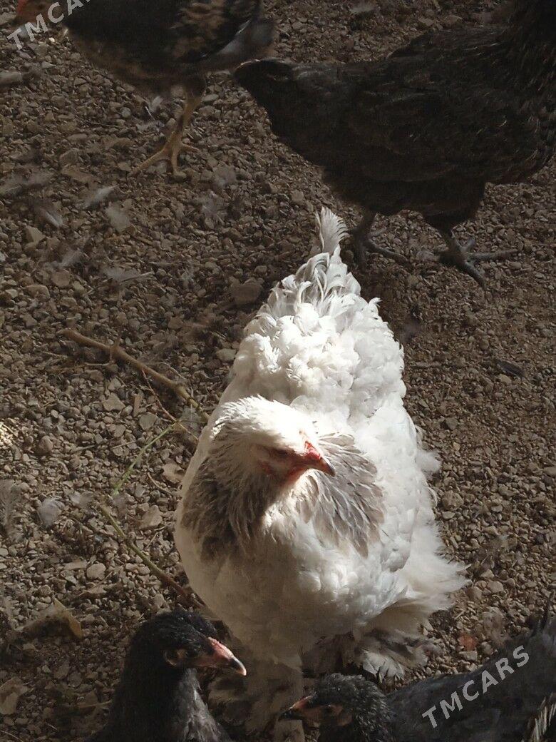 arginal brama - Балканабат - img 3