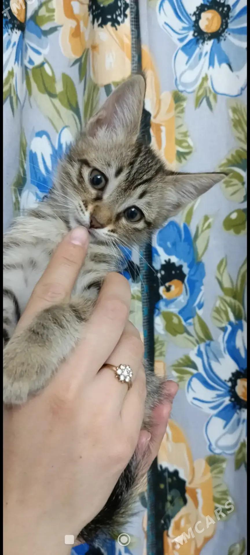 Котята - Мары - img 5