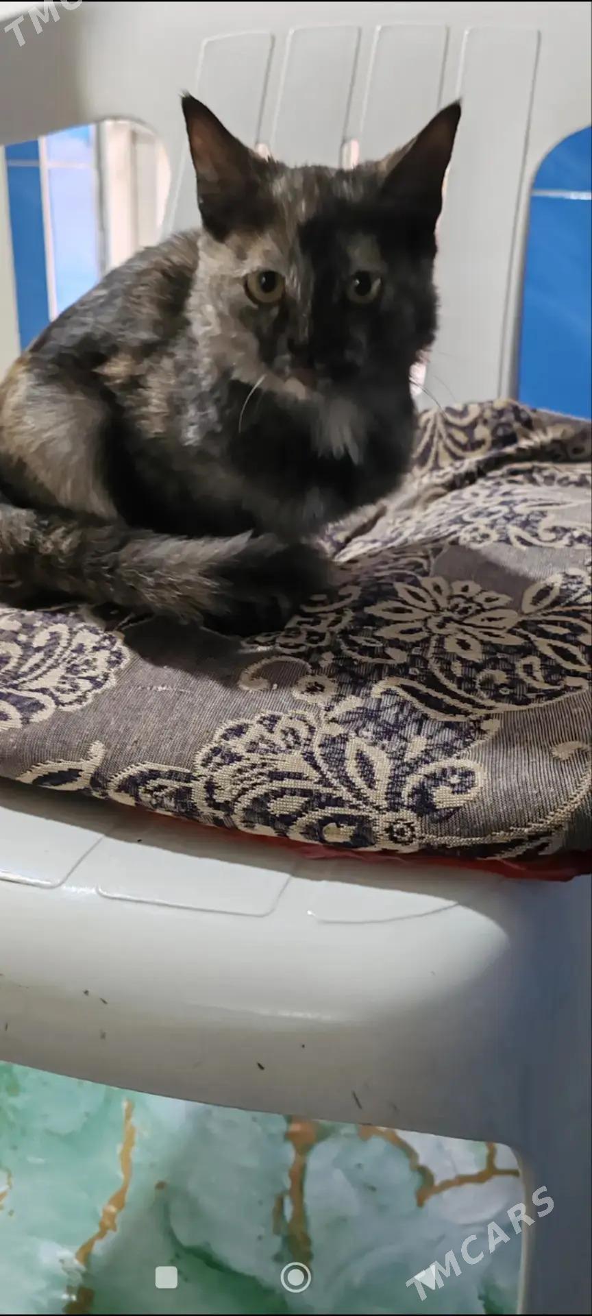 Котята - Мары - img 6