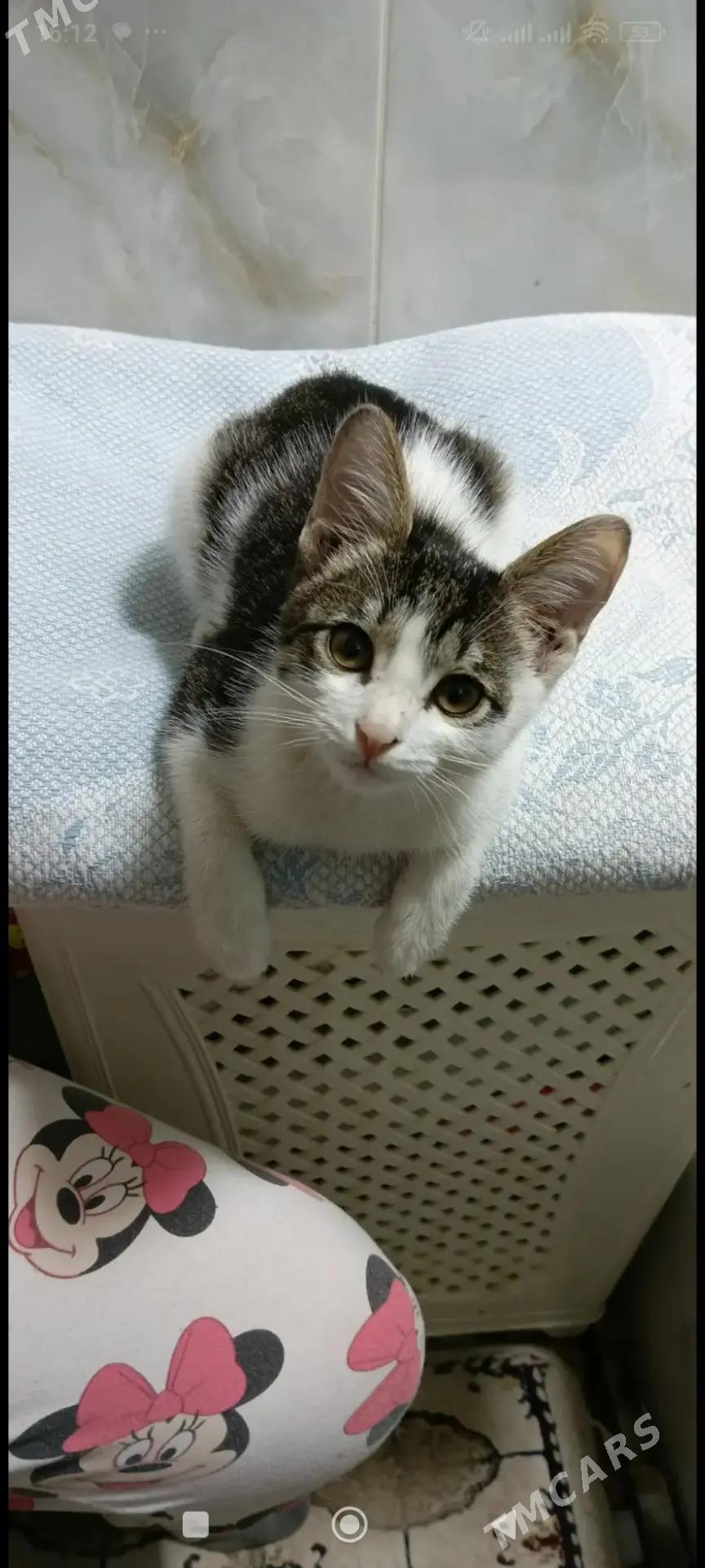 Котята - Мары - img 4