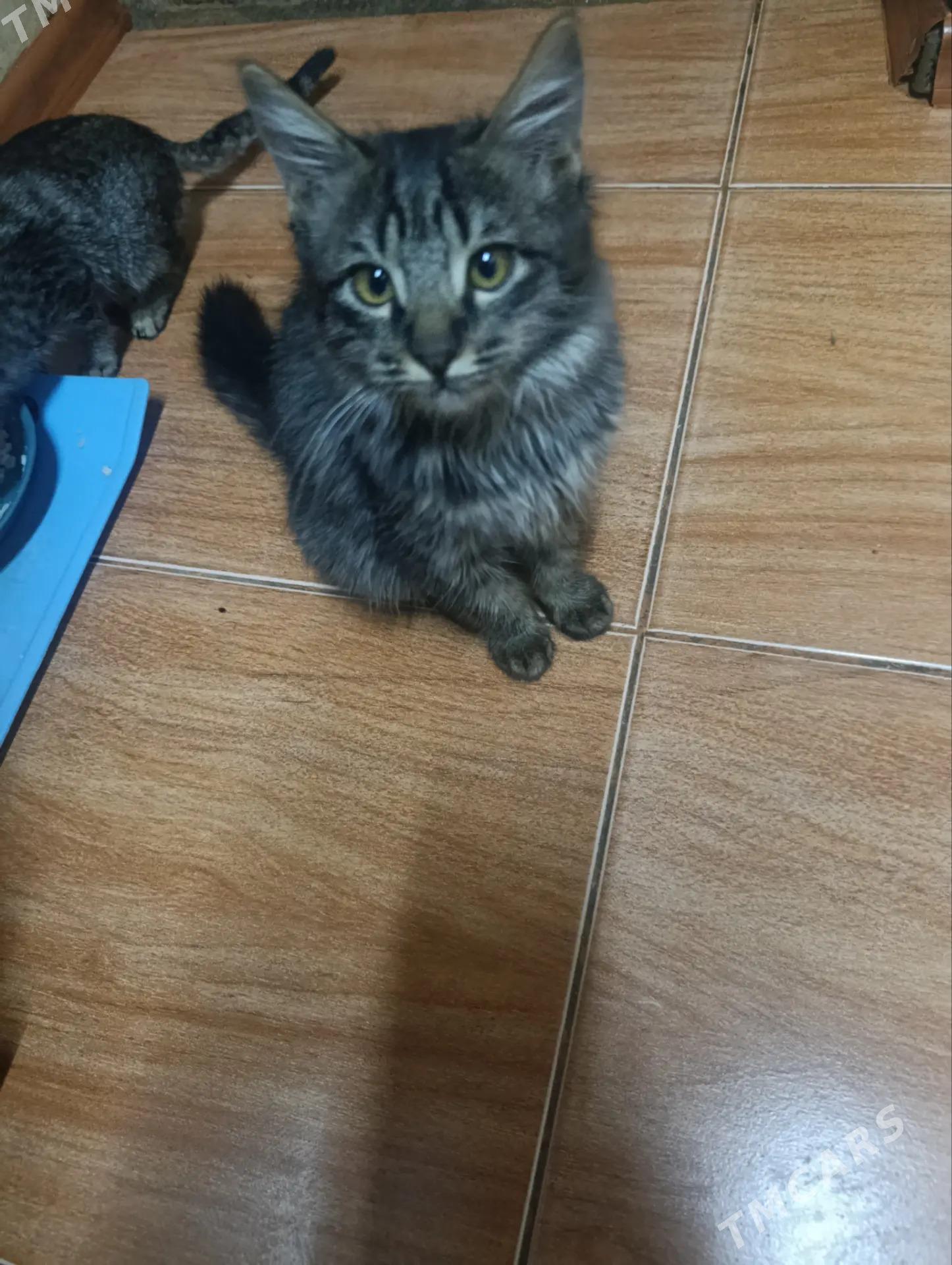 Котята - Мары - img 2