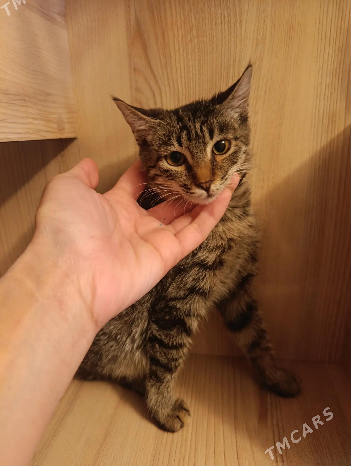 Котята - Мары - img 3