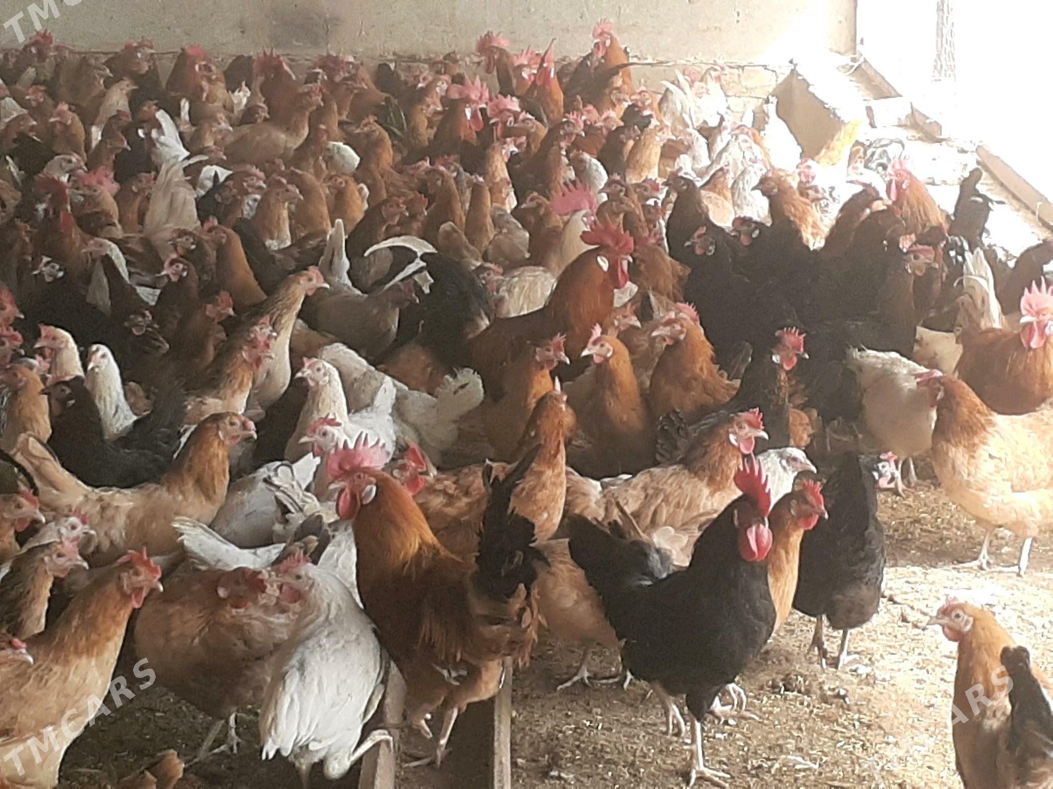 towuk - Halaç - img 4