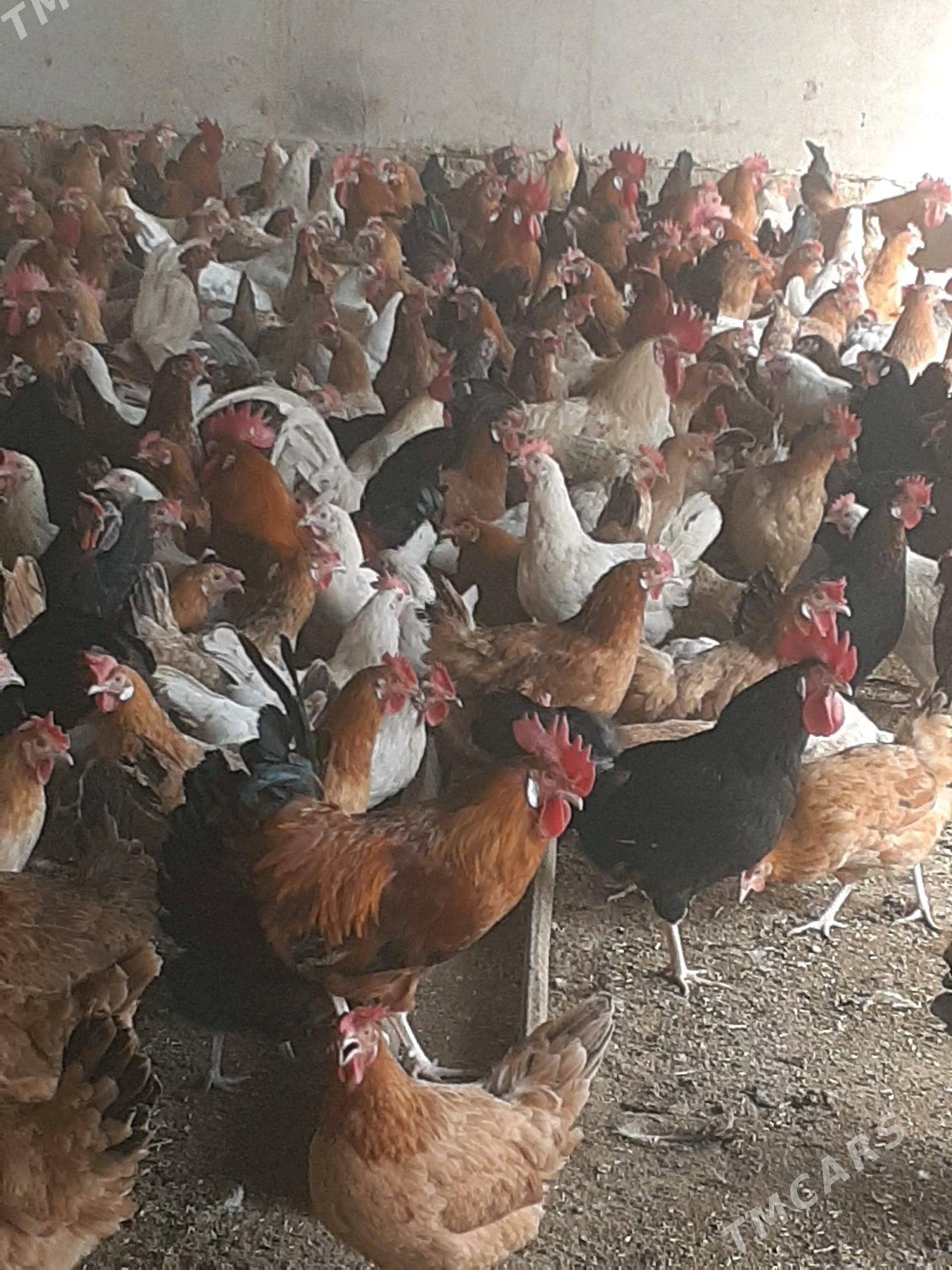 towuk - Halaç - img 1