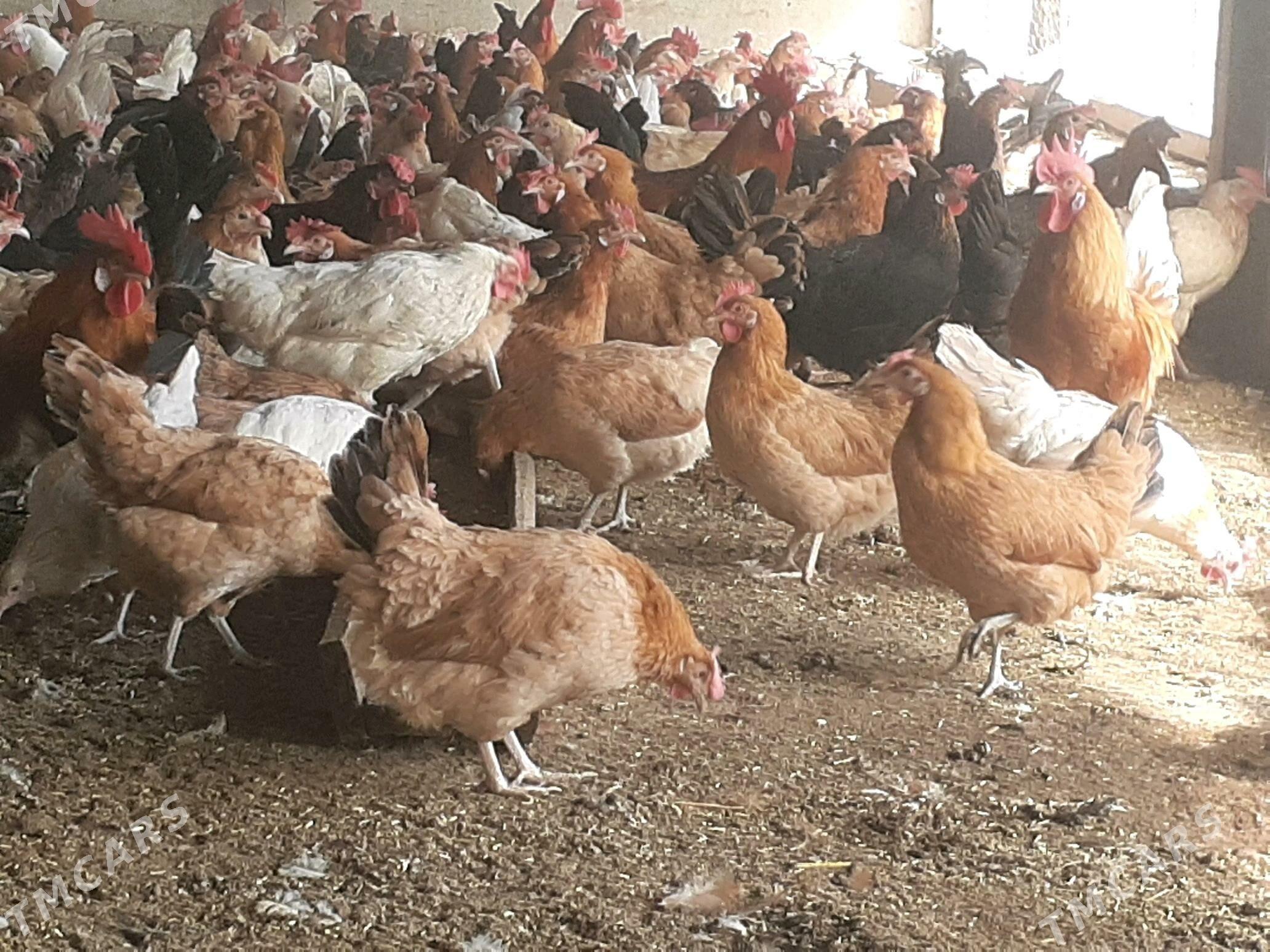 towuk - Halaç - img 5