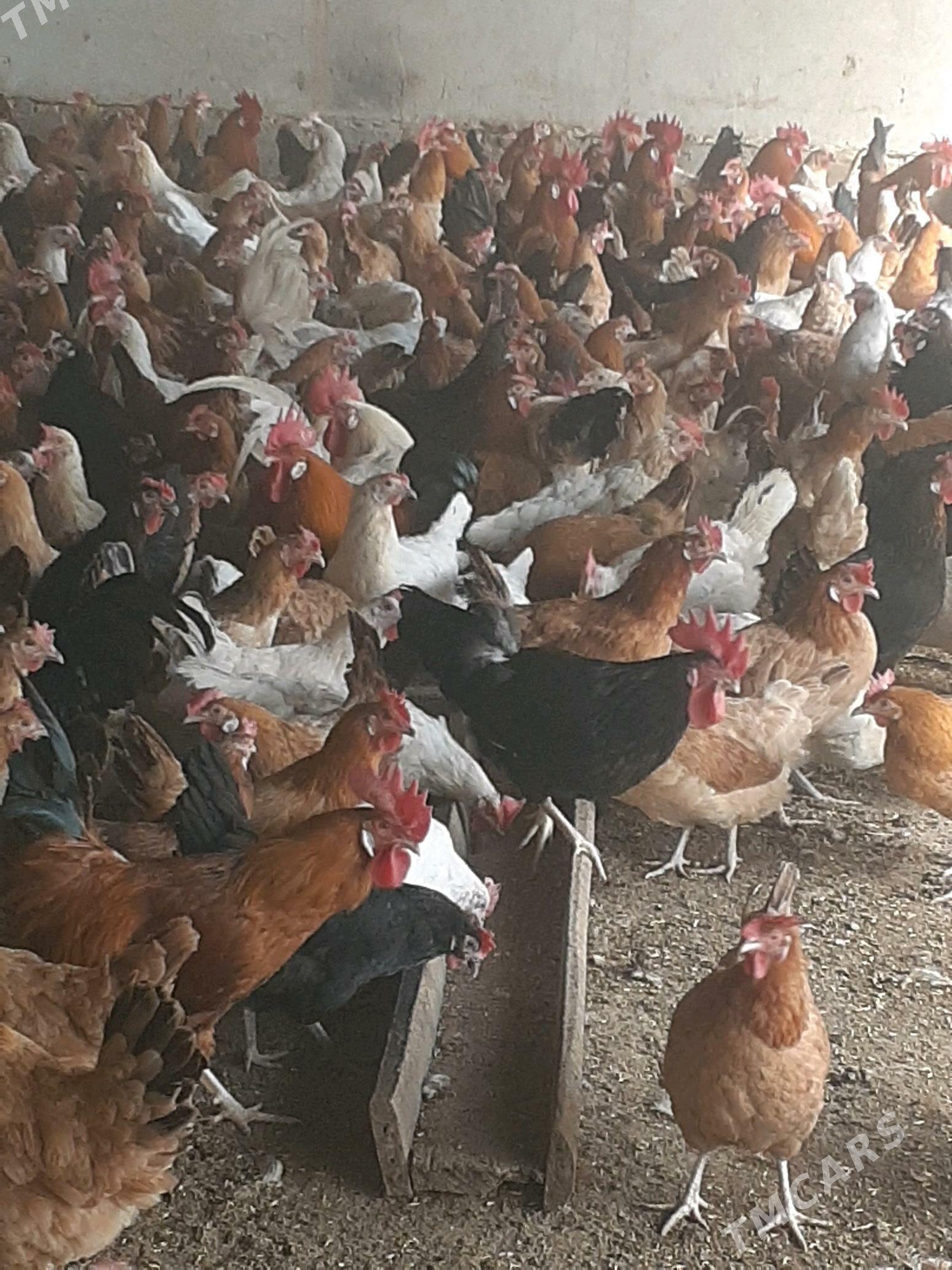 towuk - Halaç - img 2