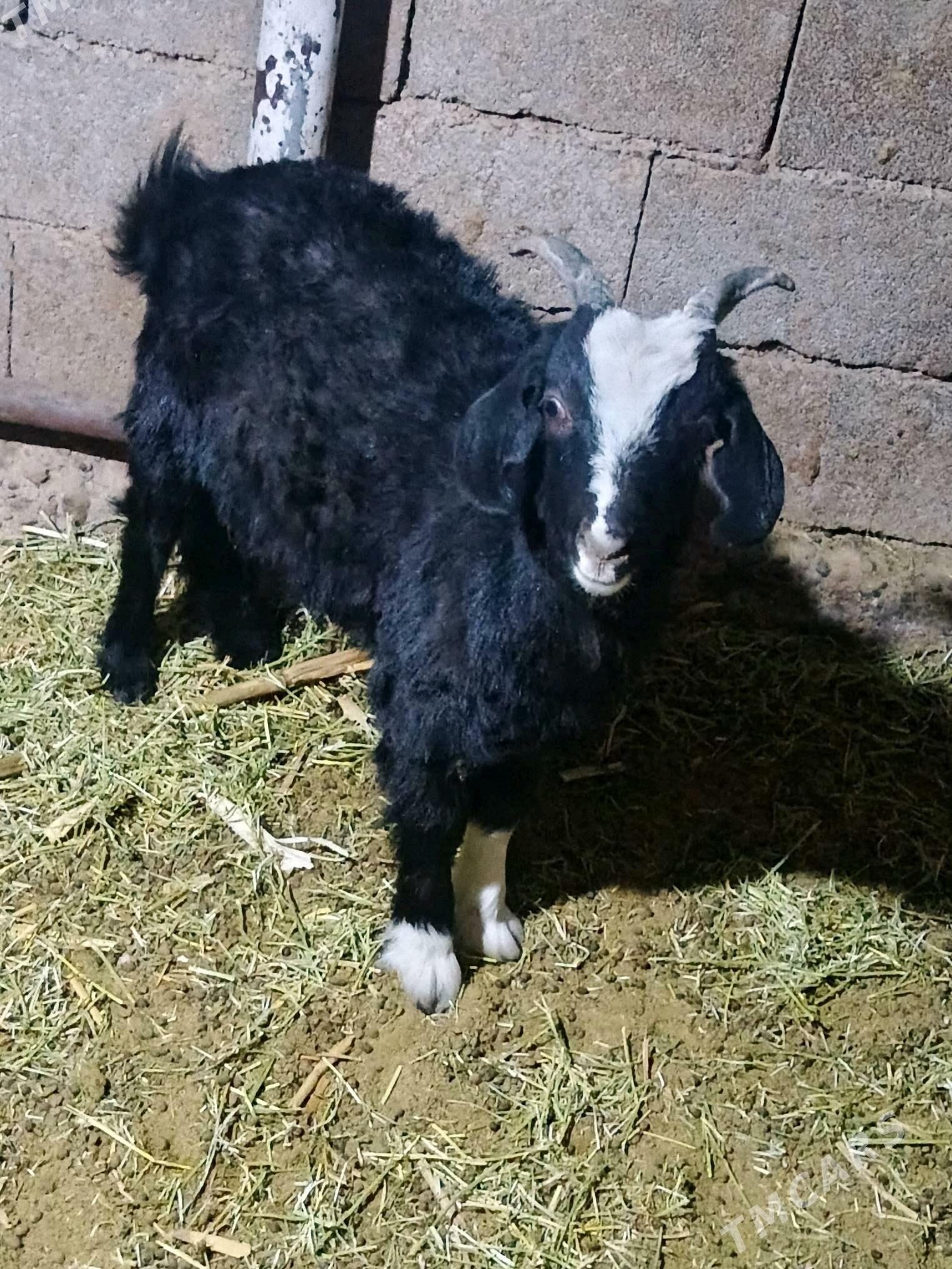 çewiç bakylan - Бузмеин - img 2