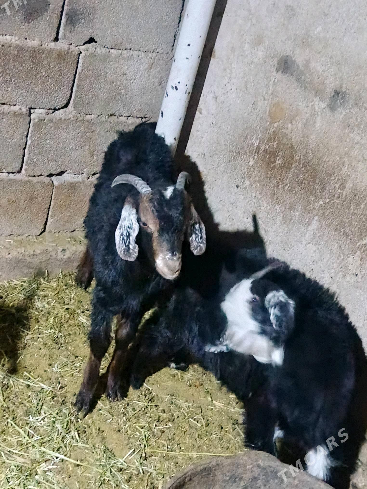 çewiç bakylan - Бузмеин - img 4