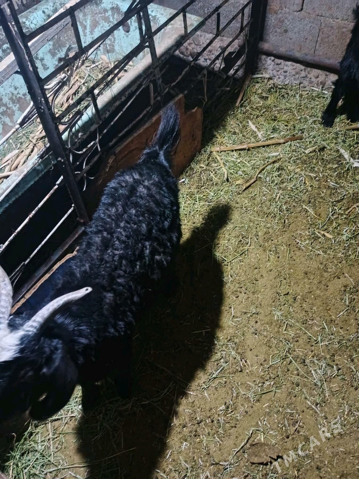 çewiç bakylan - Бузмеин - img 3