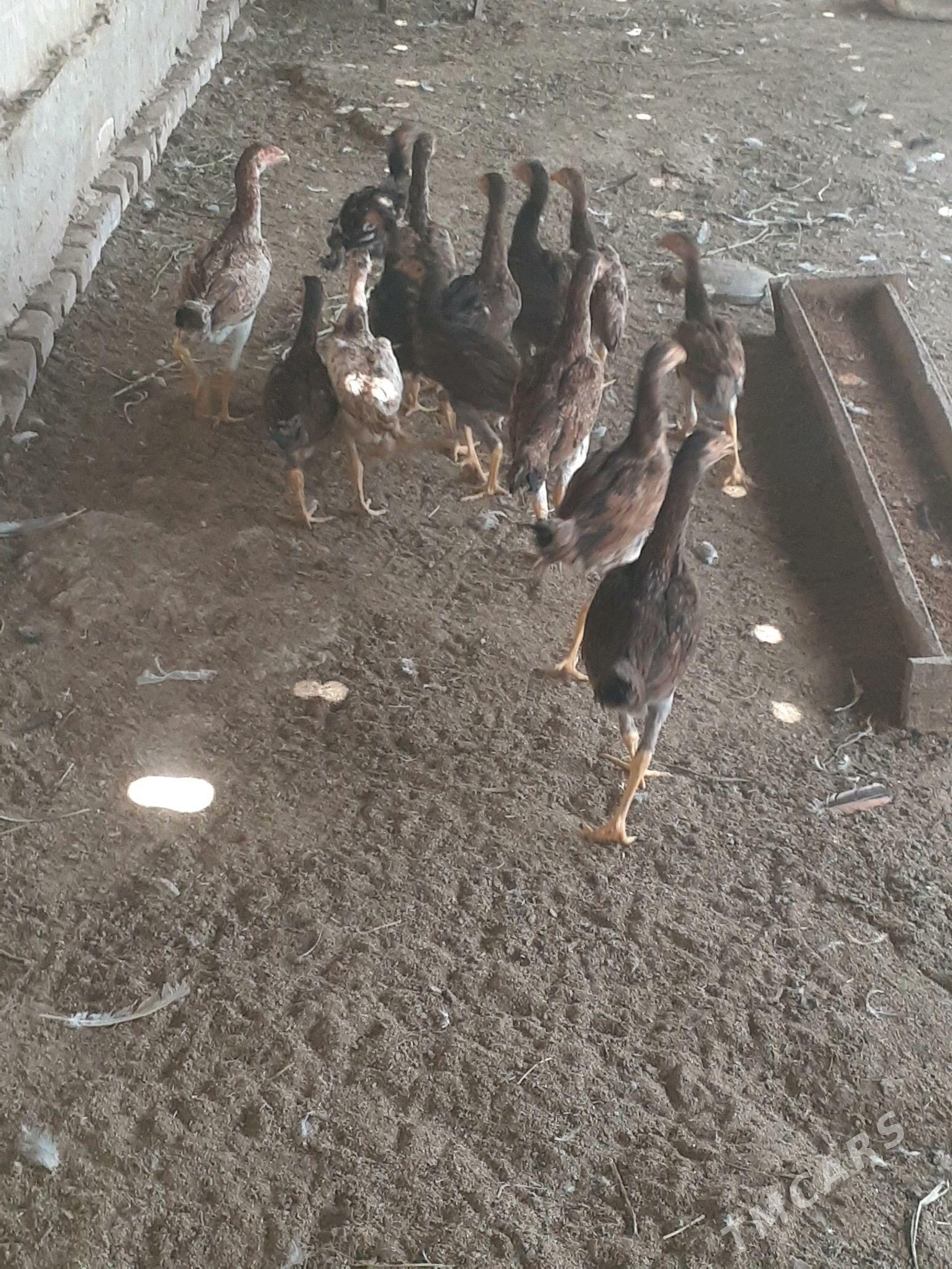 bayso - Халач - img 3