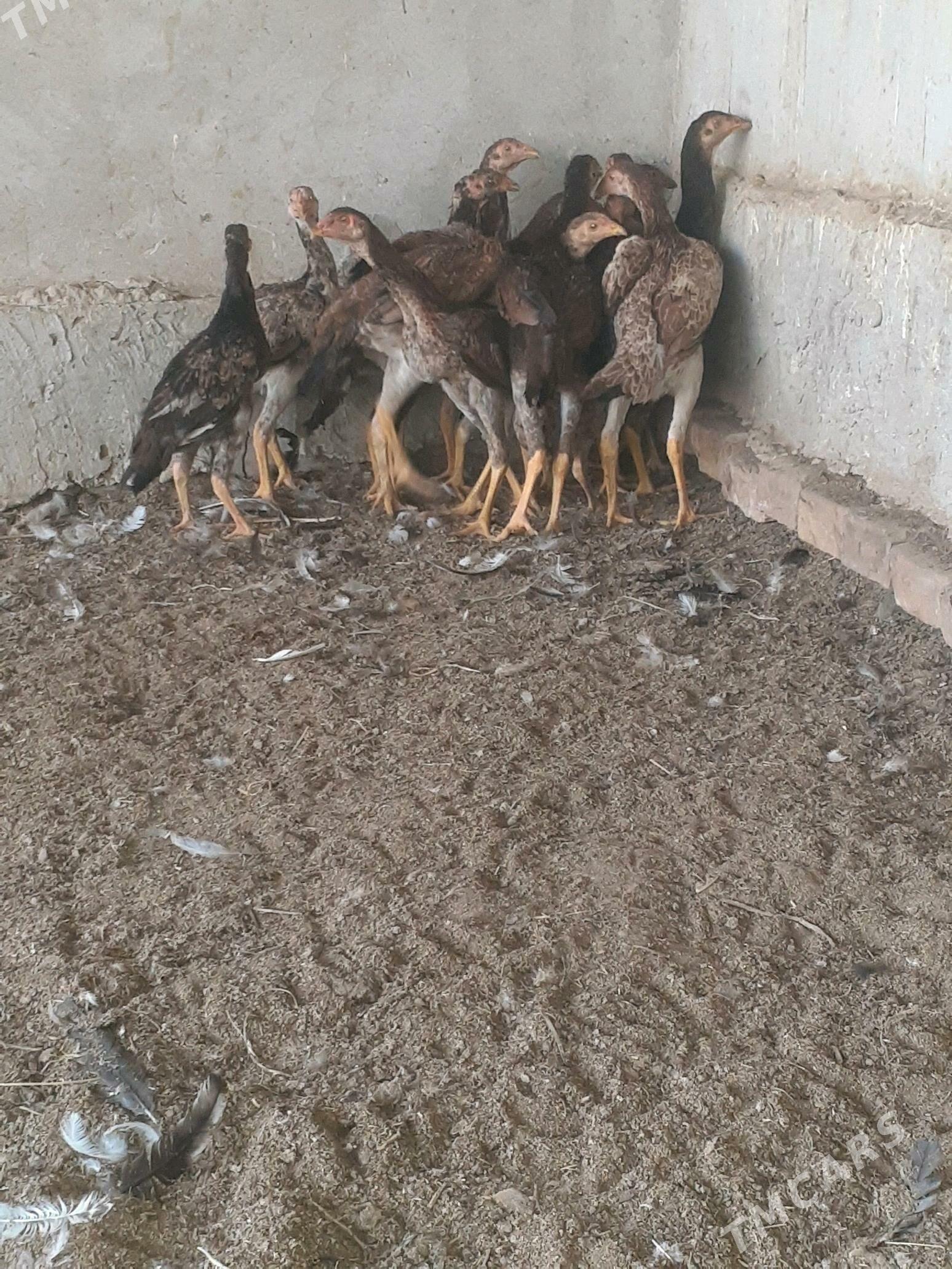 bayso - Халач - img 4