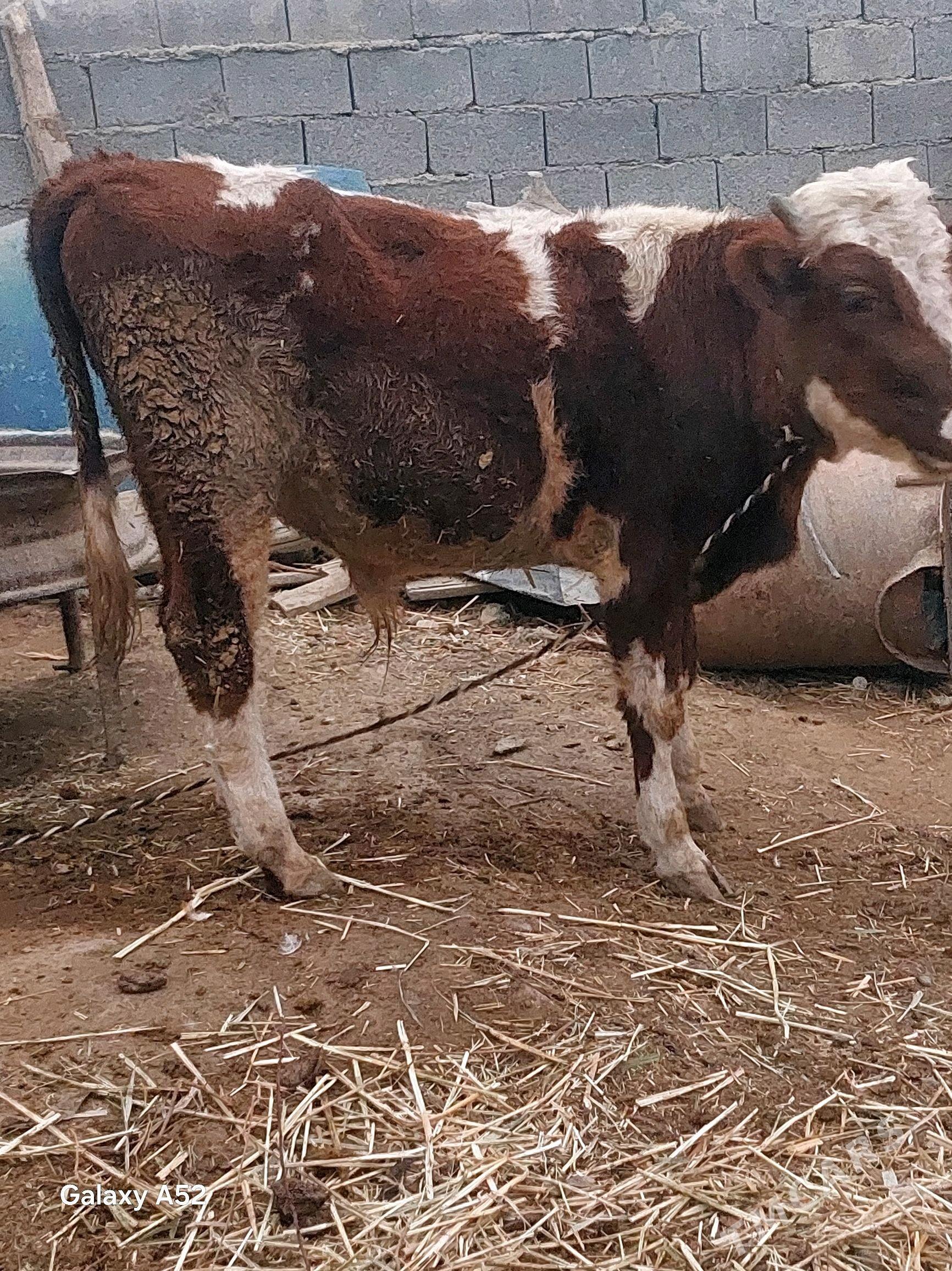 simental - Бахарден - img 3