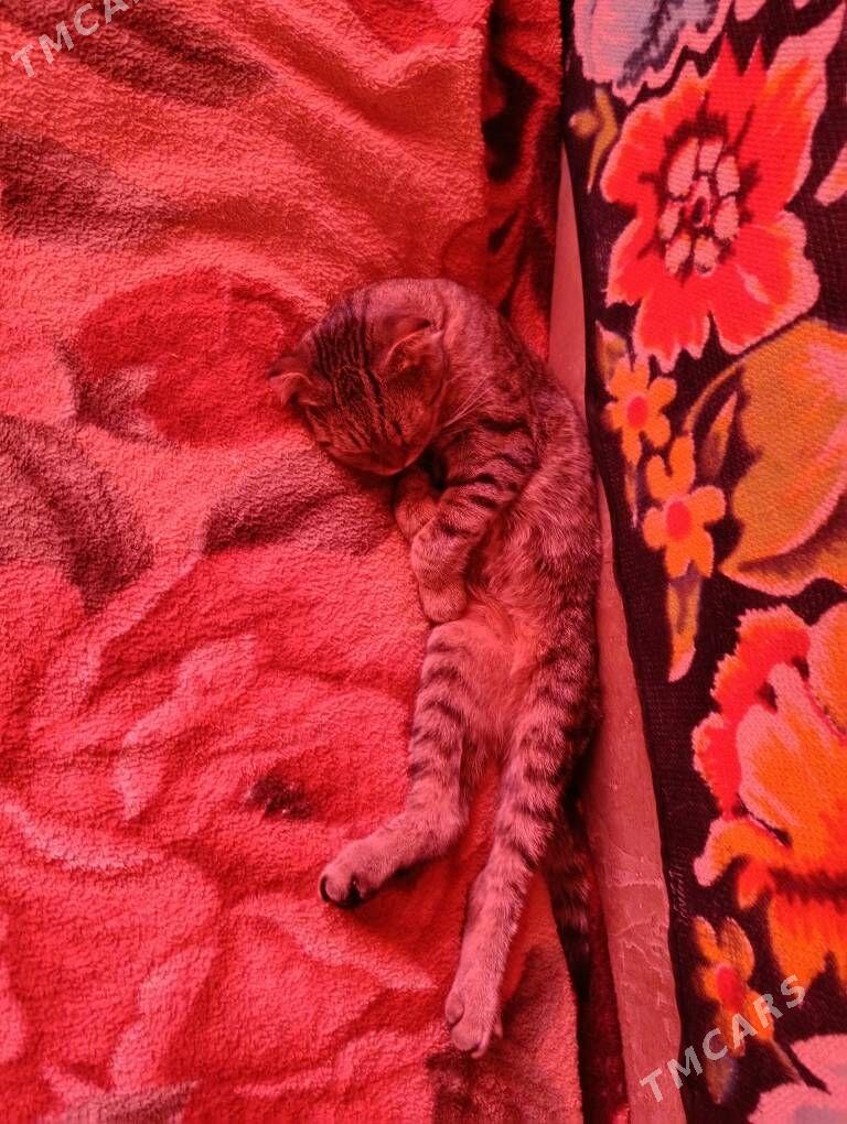 Потерялся вислоухий котик - Mary - img 3