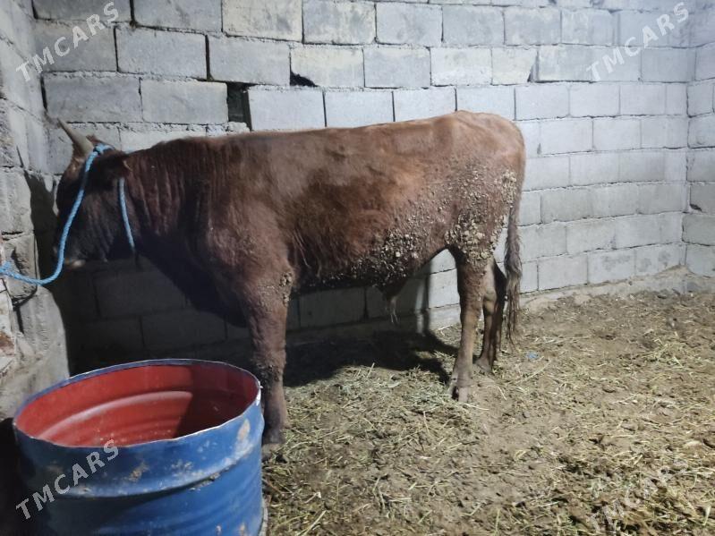 bakda duran okuz - Gökdepe - img 3