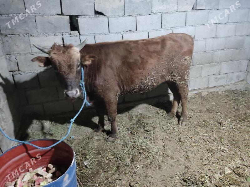 bakda duran okuz - Gökdepe - img 4