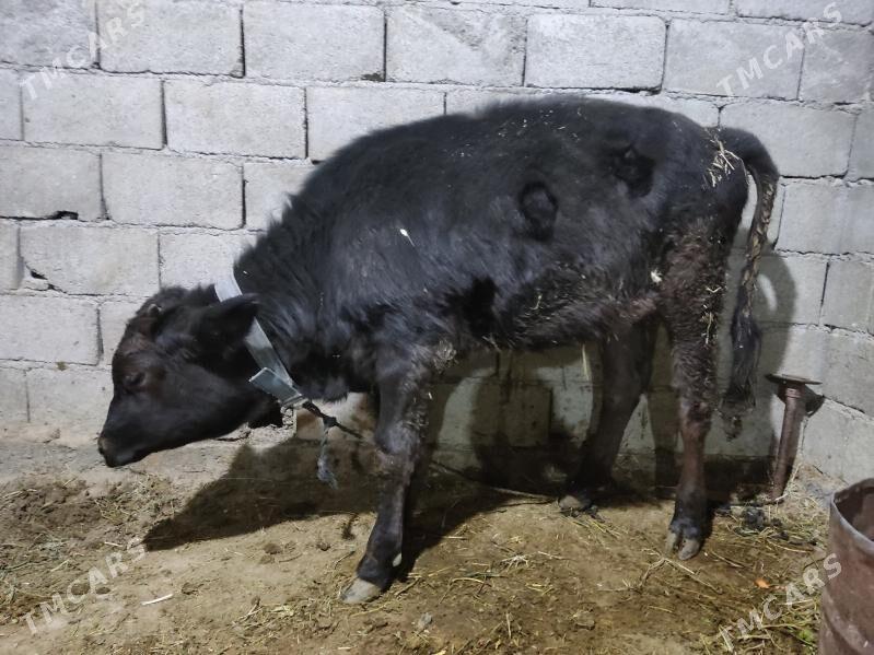 tuwe - Гёкдепе - img 2