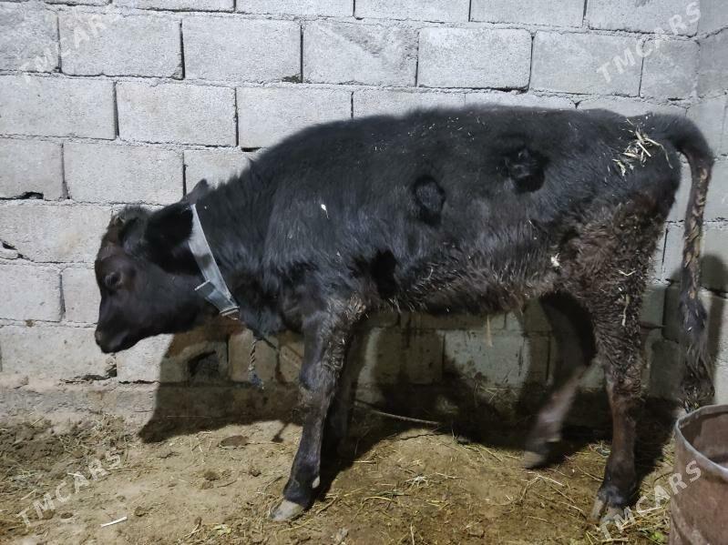 tuwe - Гёкдепе - img 1