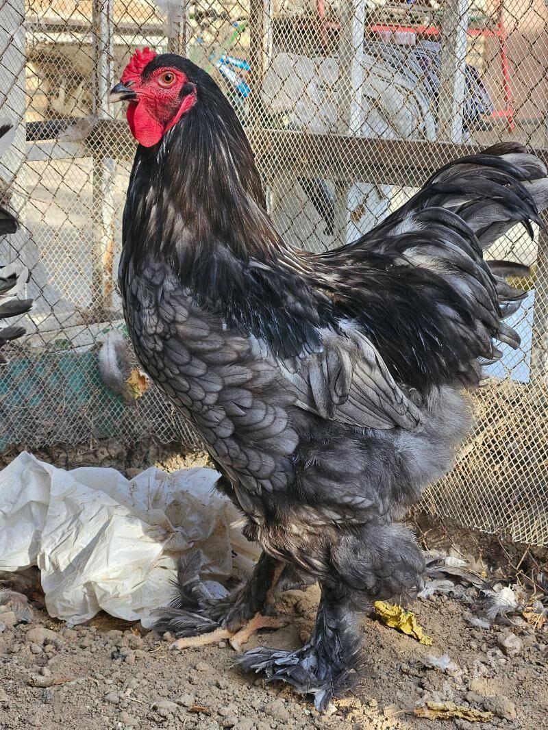 Brama Blue. Mramor - Çoganly - img 2