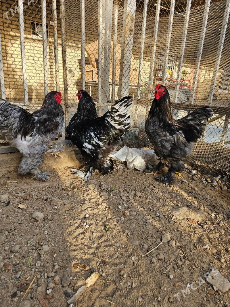 Brama Blue. Mramor - Çoganly - img 4