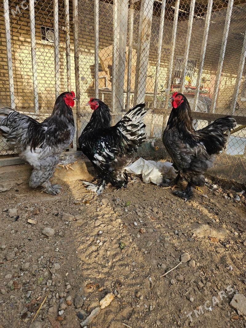 Brama Blue. Mramor - Çoganly - img 3