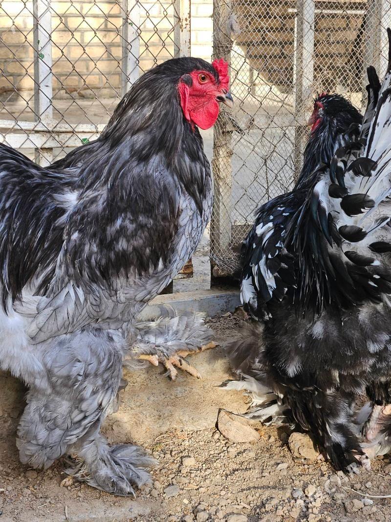 Brama Blue. Mramor - Çoganly - img 5