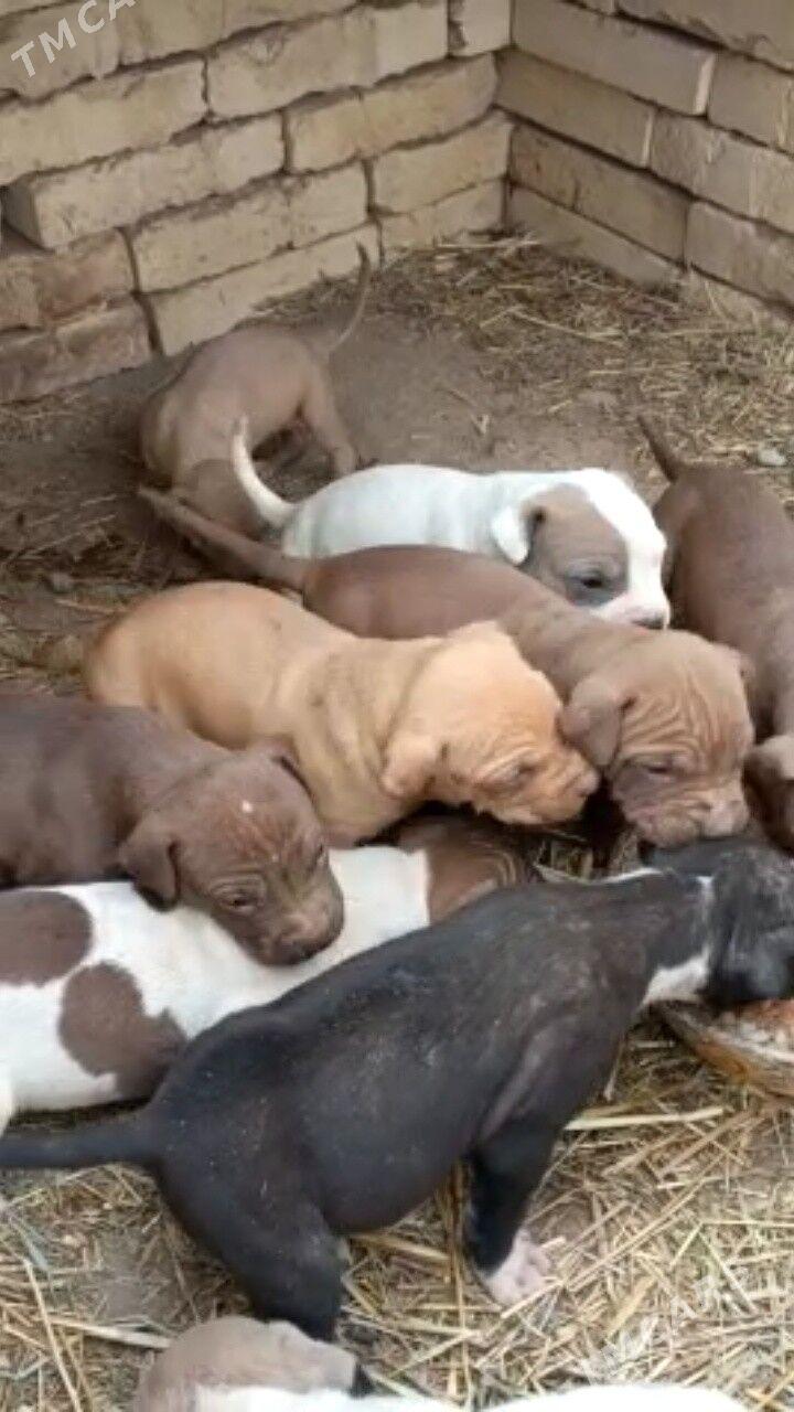 pidbul caga - Дянев - img 2