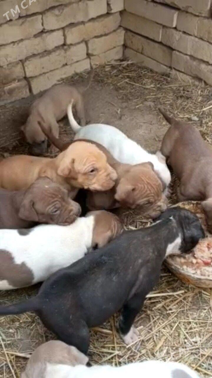 pidbul caga - Дянев - img 4