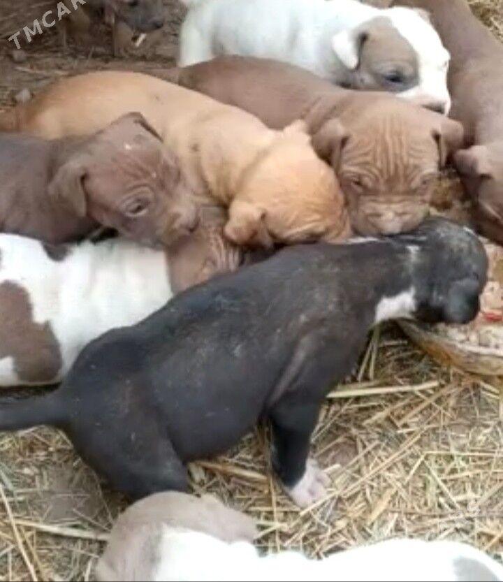 pidbul caga - Дянев - img 5