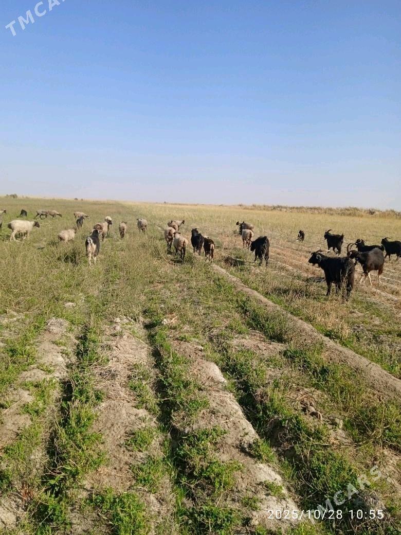 goyyn geçi - Bäherden - img 3