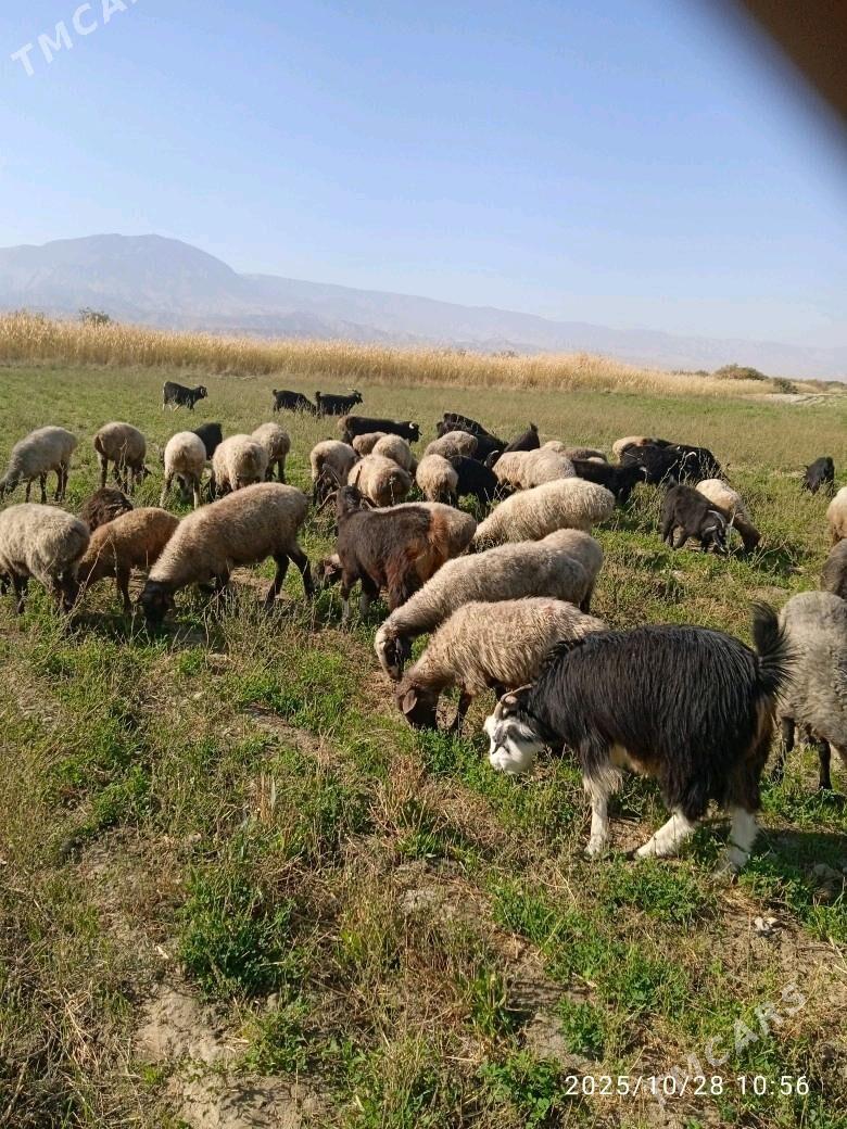 goyyn geçi - Bäherden - img 1