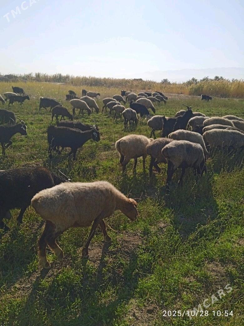 goyyn geçi - Bäherden - img 2