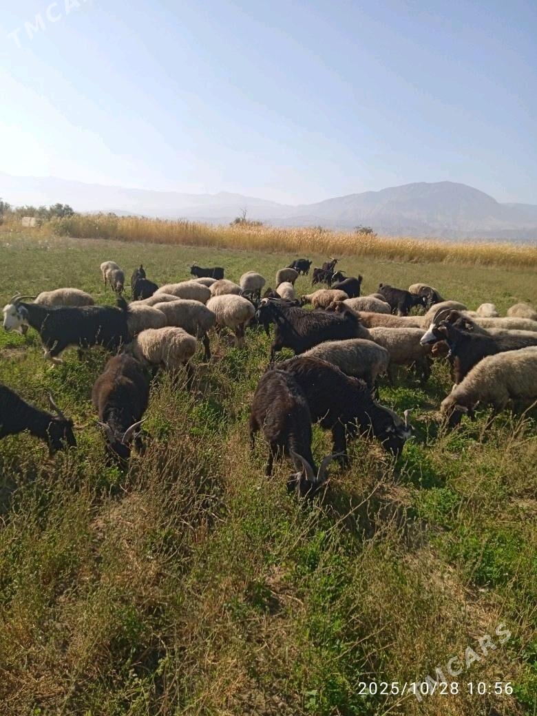 goyyn geçi - Bäherden - img 4