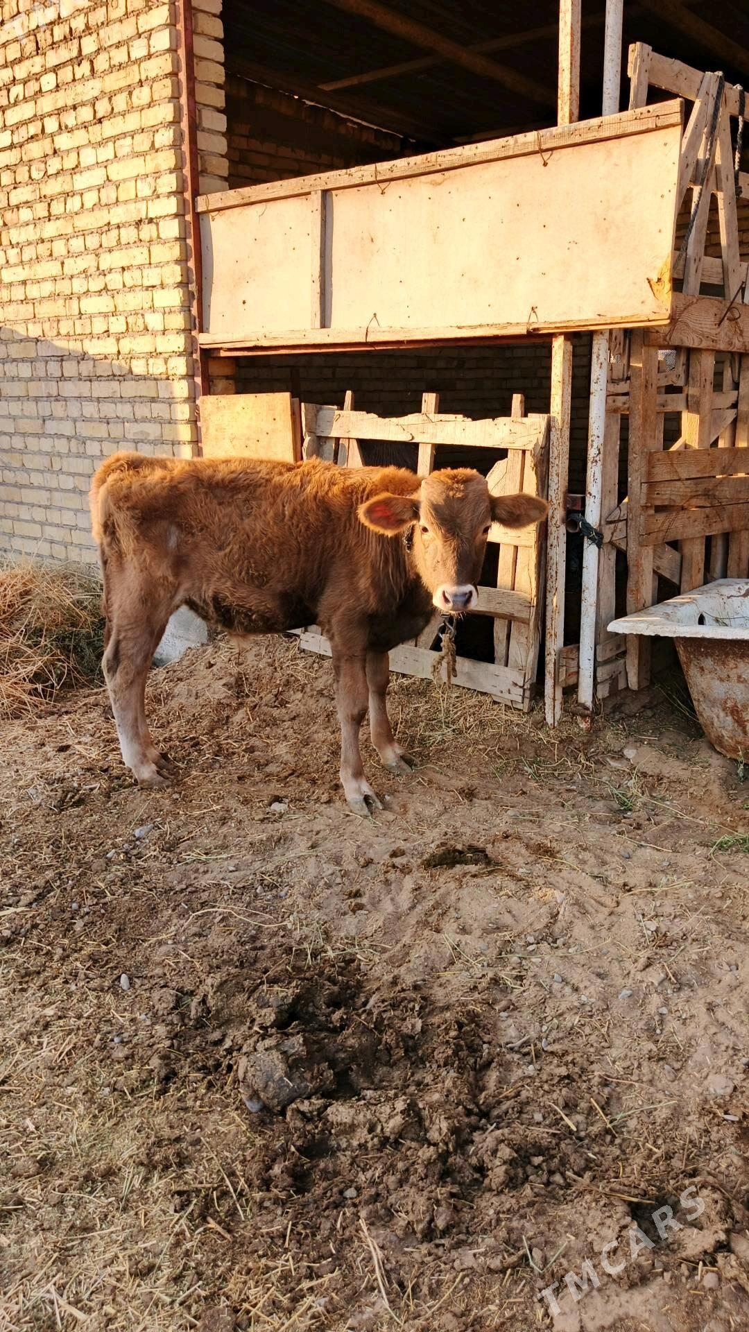 Sygyr - Gökdepe - img 4