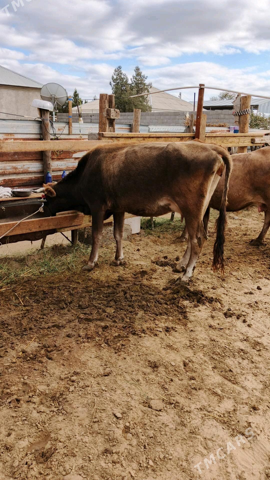 Sygyr - Gökdepe - img 2