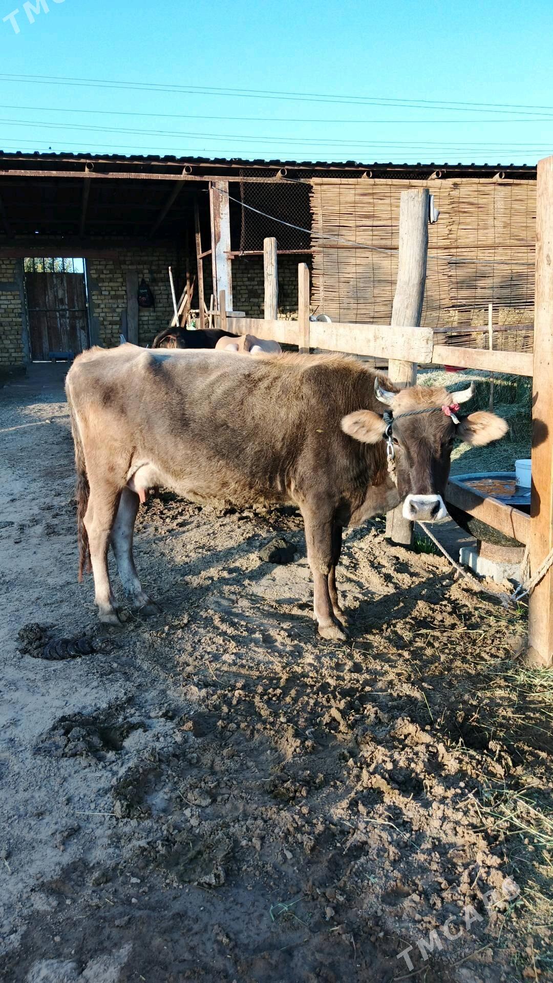 Sygyr - Gökdepe - img 1