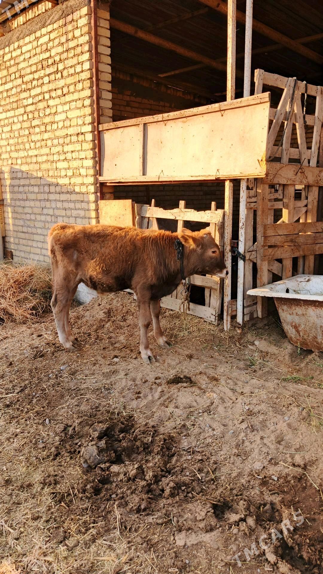 Sygyr - Gökdepe - img 5