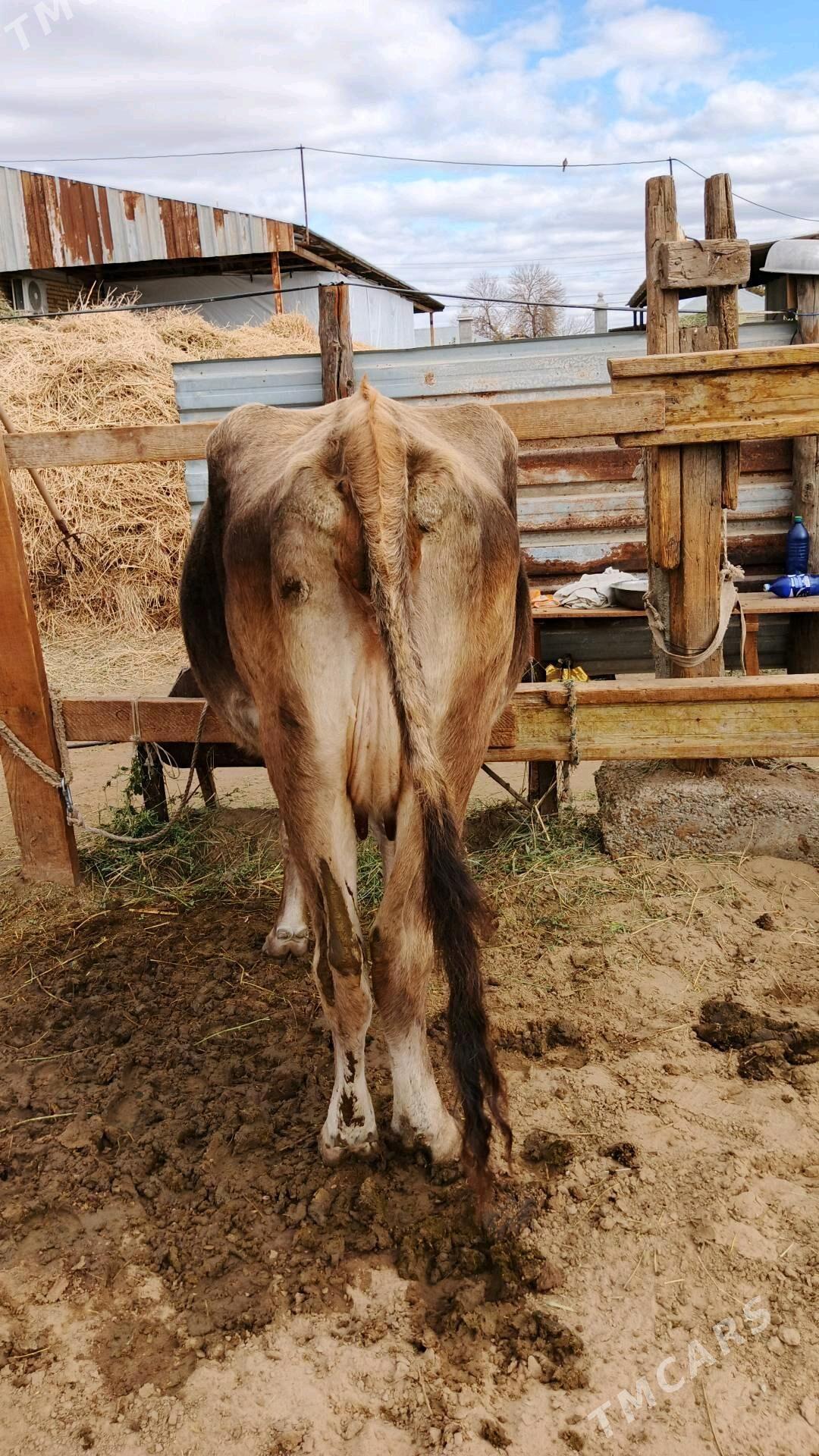 Sygyr - Gökdepe - img 3