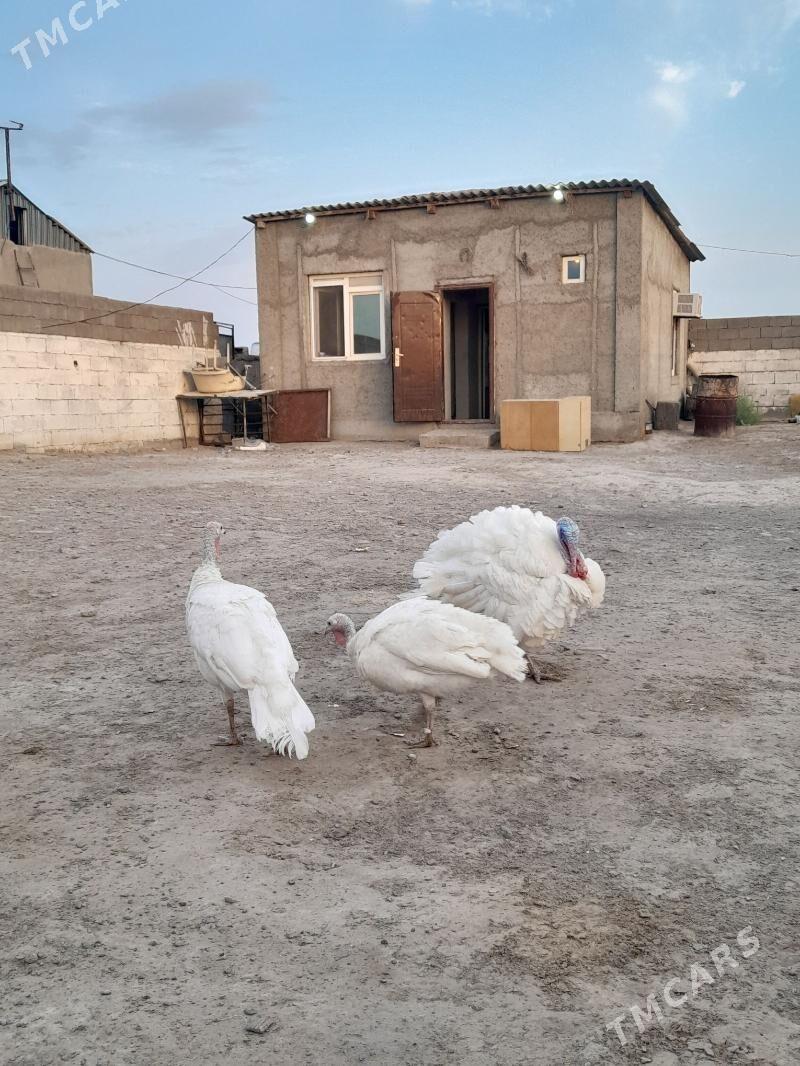 induk - Täze zaman - img 3