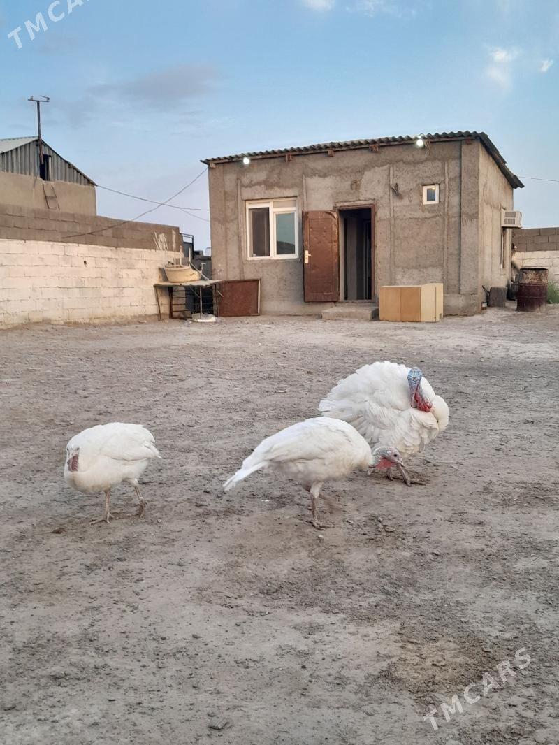 induk - Täze zaman - img 2