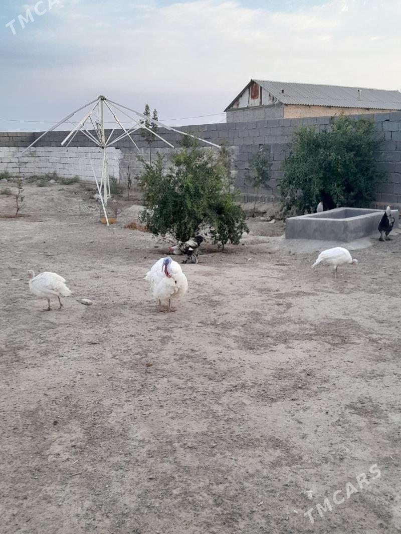 induk - Täze zaman - img 5