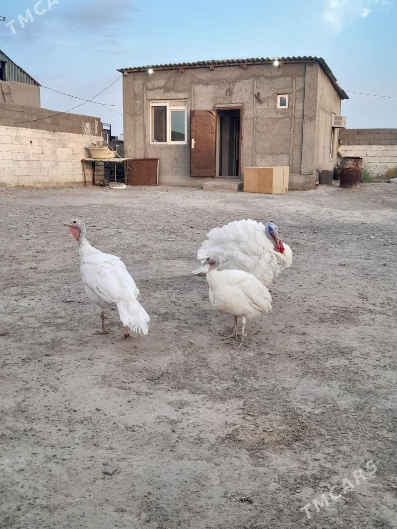 induk - Täze zaman - img 4