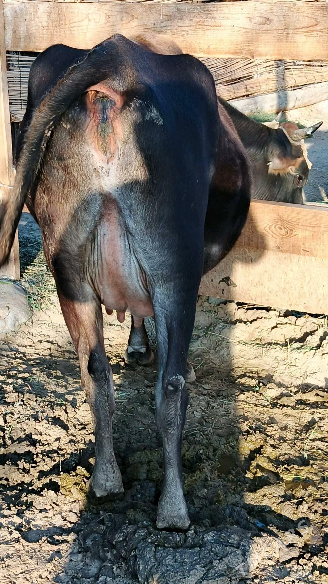 Sygyr - Gökdepe - img 2