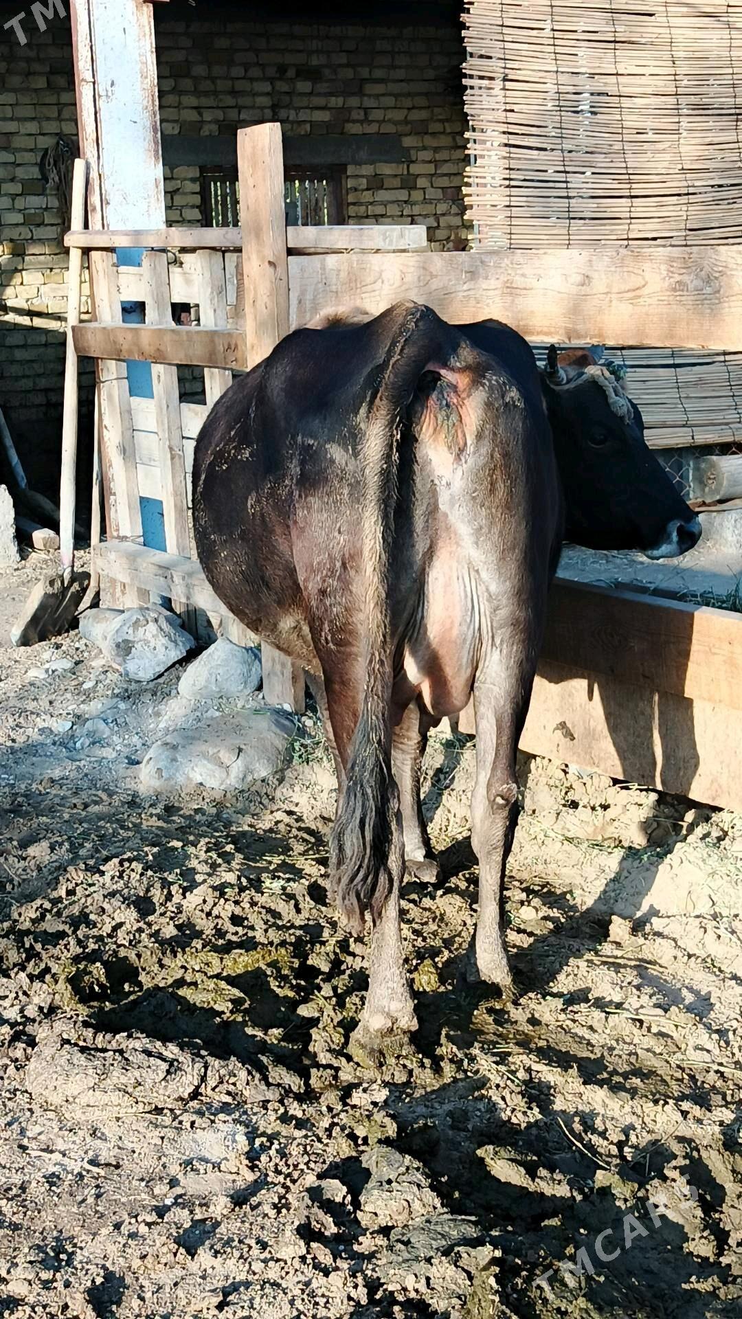 Sygyr - Gökdepe - img 3