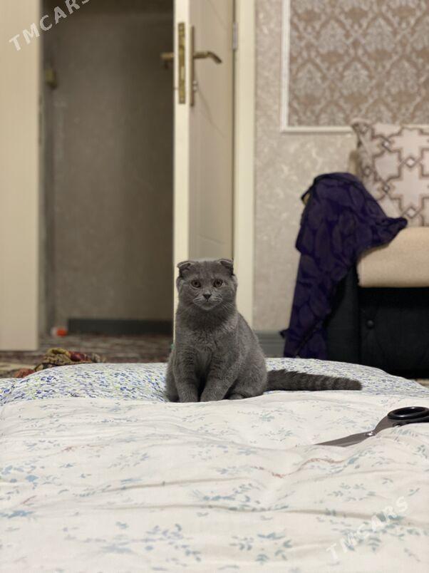 pisik satlaniski - Büzmeýin - img 2