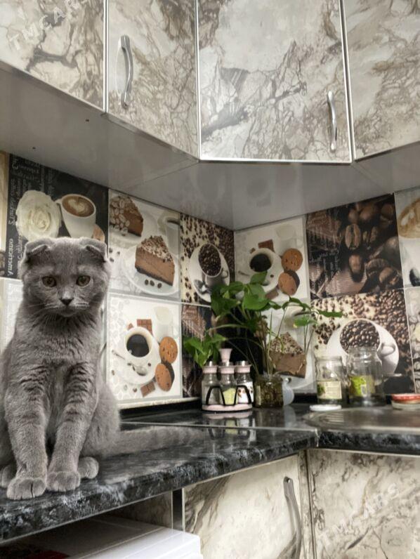 pisik satlaniski - Büzmeýin - img 5