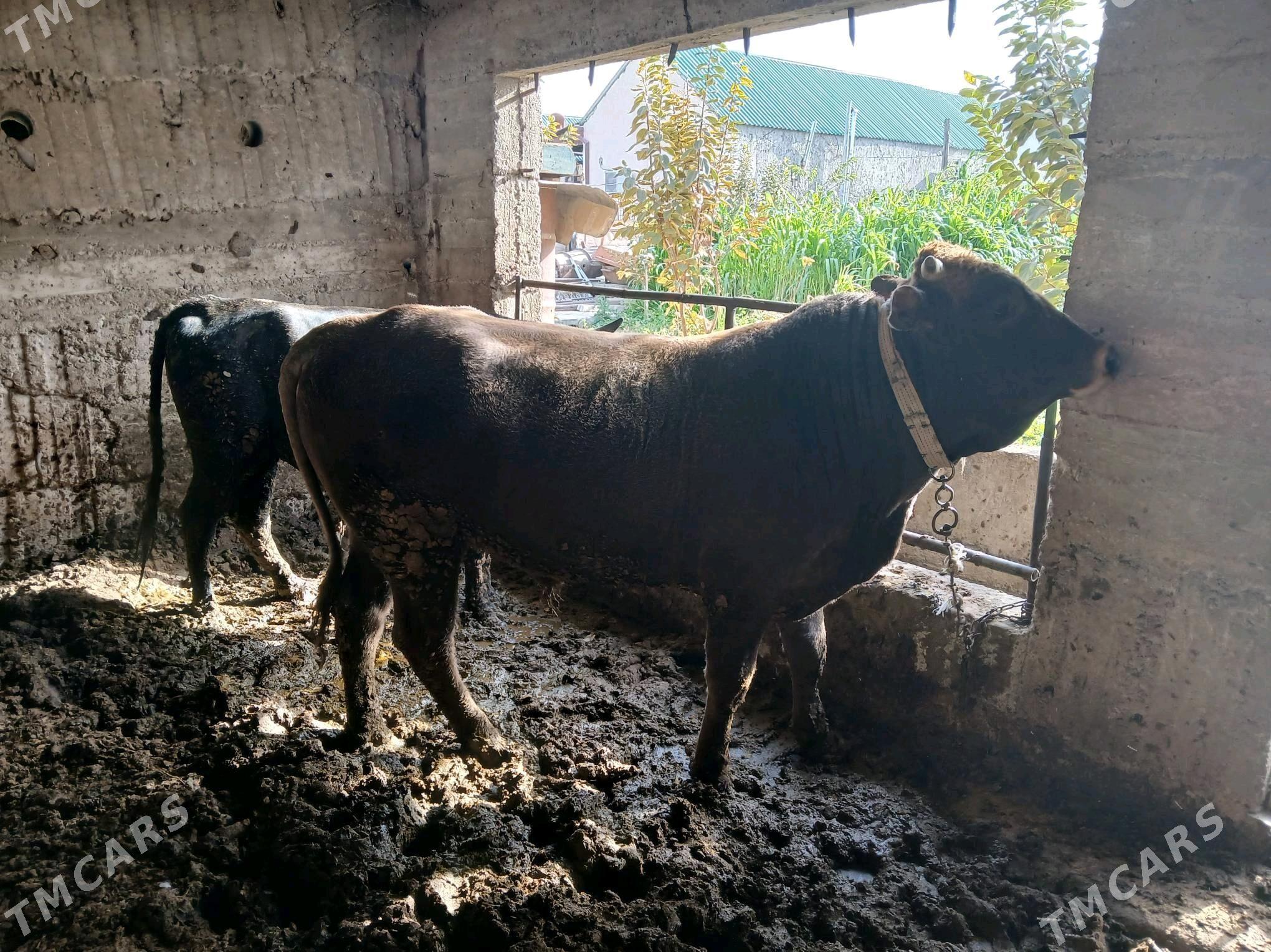 Okuz - Ашхабад - img 2