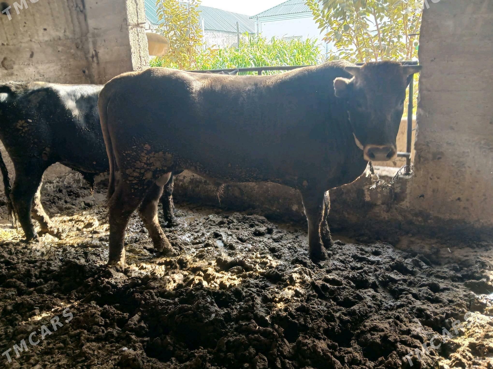 Okuz - Ашхабад - img 4