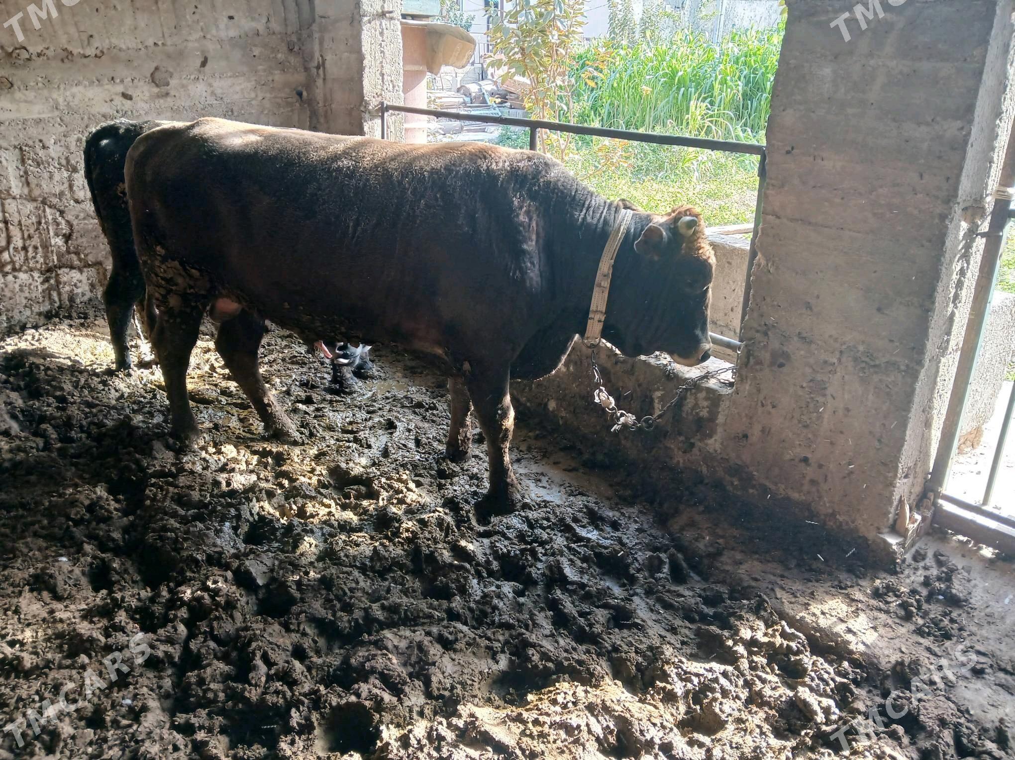 Okuz - Ашхабад - img 1