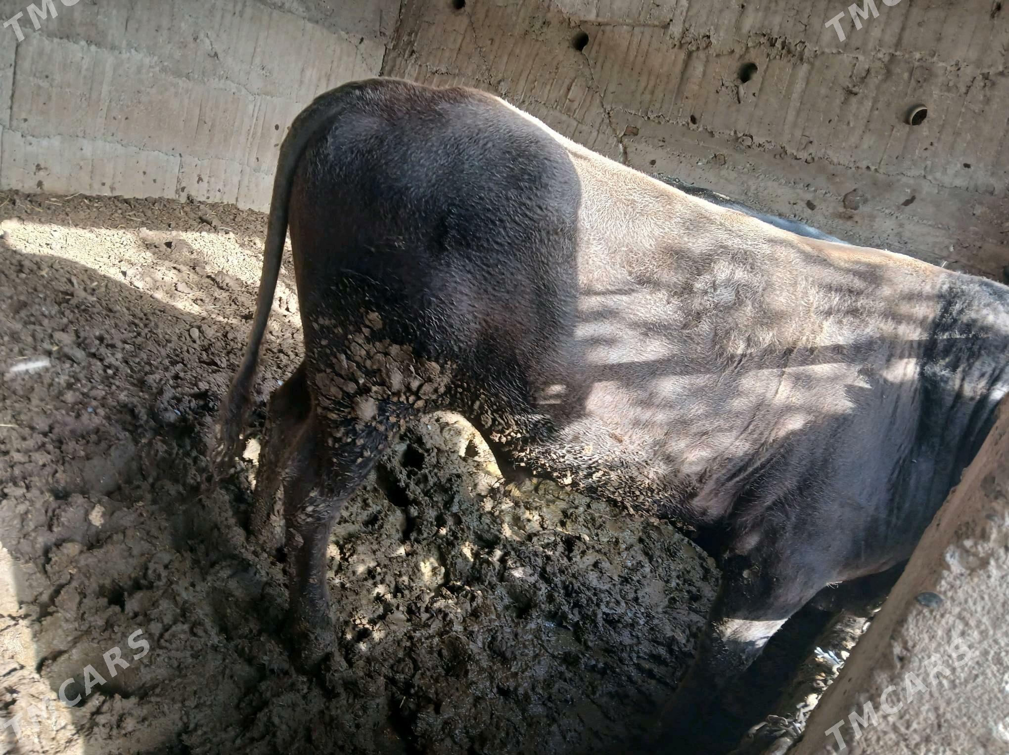 Okuz - Ашхабад - img 3