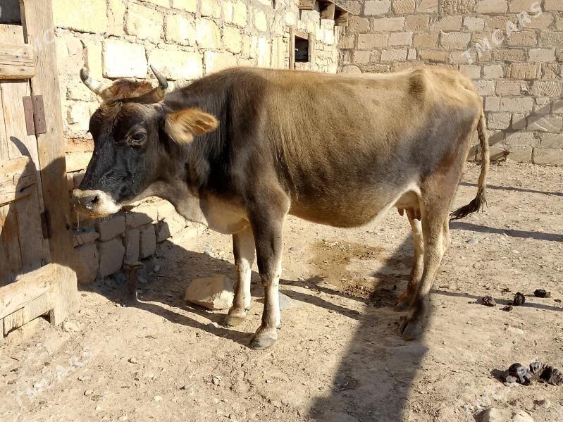 göleli sygyr - Gyzylarbat - img 2